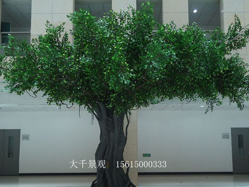 點擊查看詳細信息<br>標題：室內榕樹 閱讀次數：1558