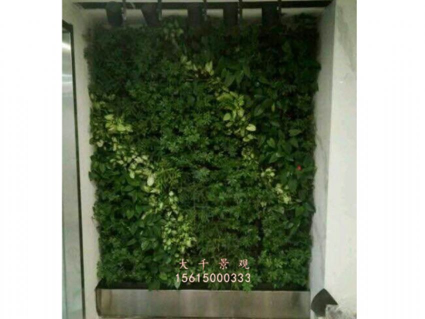 點(diǎn)擊查看詳細(xì)信息<br>標(biāo)題：綠植墻 閱讀次數(shù)：2201