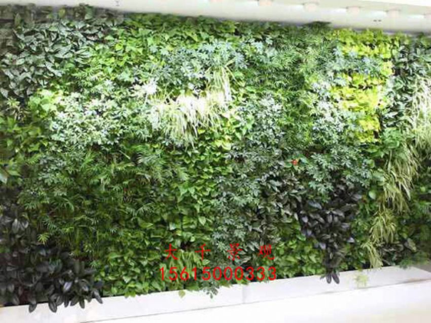 點(diǎn)擊查看詳細(xì)信息<br>標(biāo)題：綠植墻 閱讀次數(shù)：2529